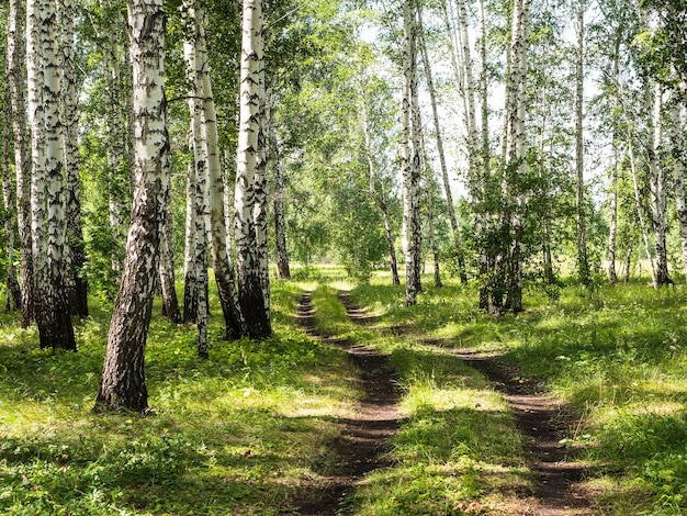 Un camino rural en un bosque de abedules