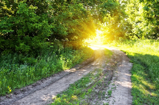 Camino rural en el bosque al sol