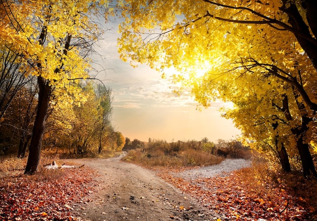 Foto camino rural en el bosque de arce otoñal