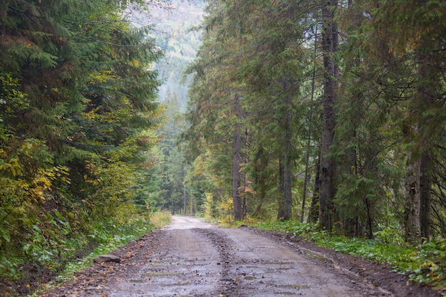 Camino rural en el bosque, Estados Unidos,