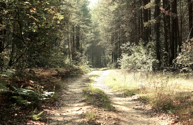 Camino rural en un bosque