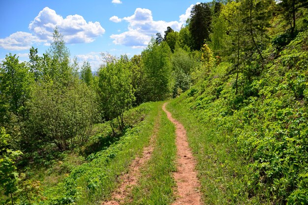 camino rural en colinas con árboles verdes y cielo azul con nubes en el fondo