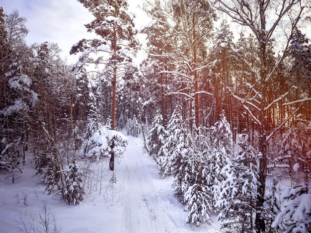 Camino rural de invierno en el bosque. Árboles en la nieve. Cielo nublado