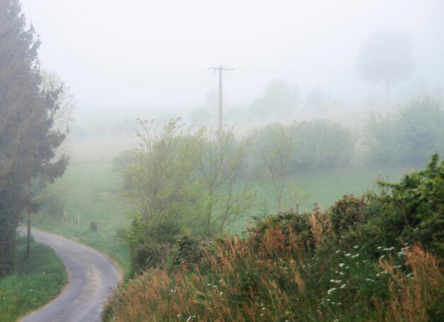 Camino rural con niebla en primavera