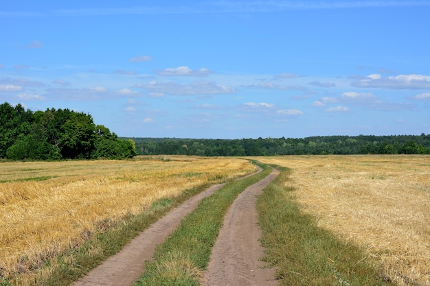 camino rural que atraviesa el campo agrícola seco hasta el horizonte con cielo azul y bosque