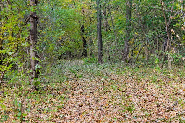 Camino rural sucio en el bosque en otoño