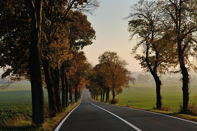 camino rural en la temporada de otoño con colores naranjas brillantes al amanecer de la mañana