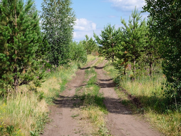 Un camino rural de tierra en un bosque de pinos en un claro Salvapantallas de fondo natural Paisaje de verano