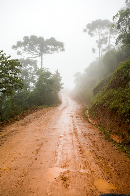 Camino rural de tierra mojada - barro - con niebla