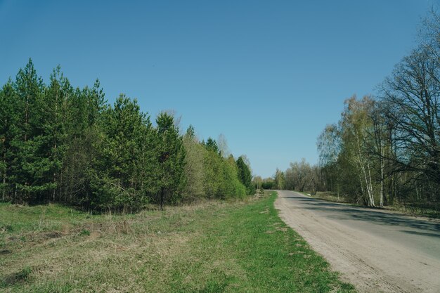 Camino rural a través de los árboles