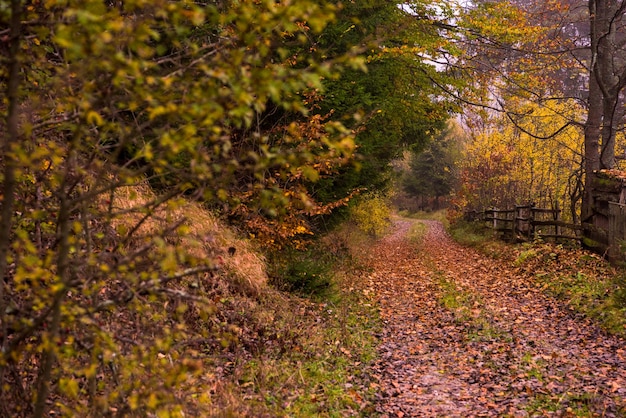 camino rural a través del bosque otoñal en una mañana nublada