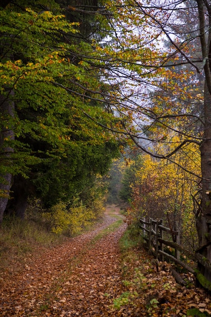 camino rural a través del bosque otoñal en una mañana nublada