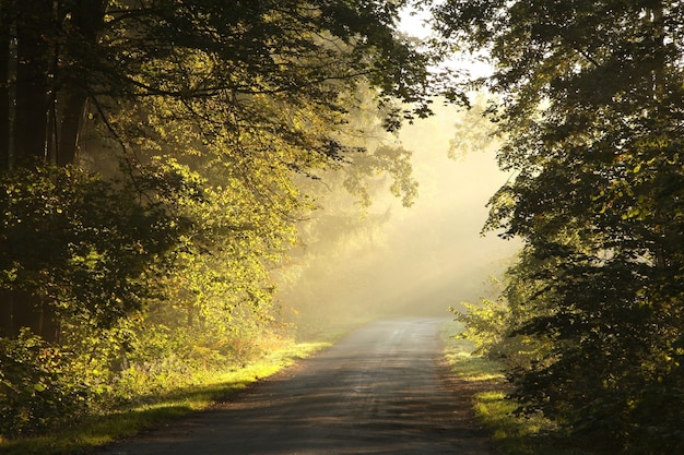 Camino rural a través del bosque de otoño al amanecer.