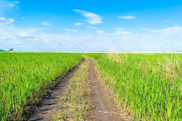 Camino rural a través del campo de hierba y cielo nublado arriba