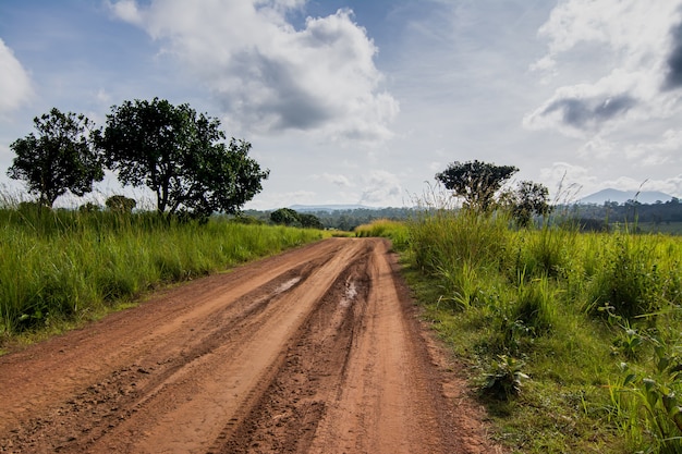 Camino rural a través de campos verdes y árboles en Tailandia