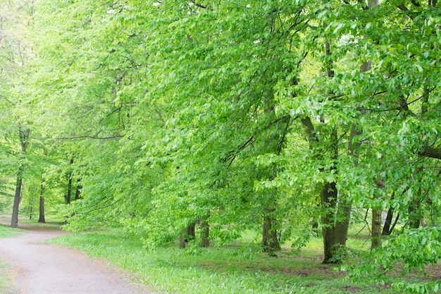 Camino rural en el viejo parque verde