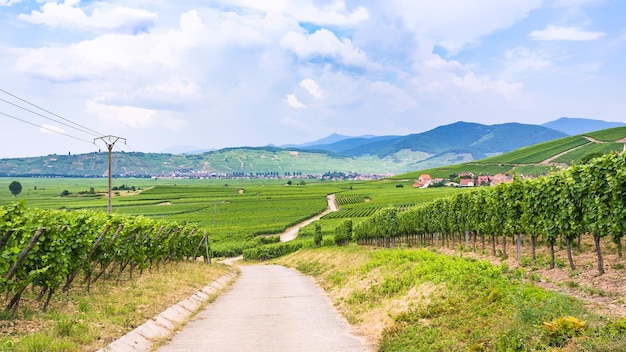 Camino rural entre viñedos en Alsacia