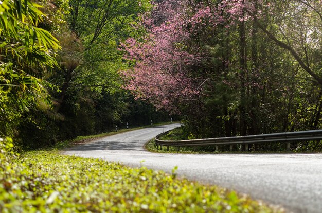 camino de sakura