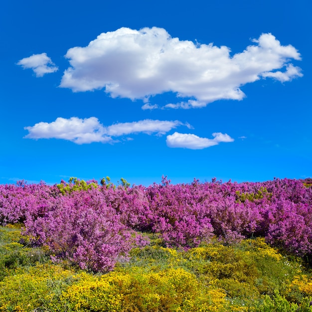 El camino de Santiago en las montañas rosadas de León.