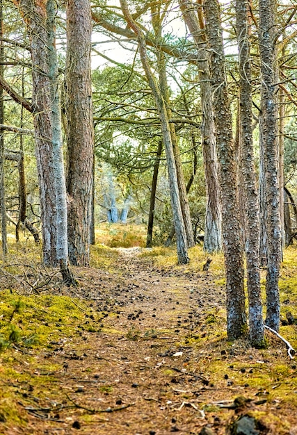 Camino secreto y misterioso en el campo que conduce a un bosque mágico donde aguarda la aventura Paisaje tranquilo con un camino oculto rodeado de árboles, arbustos y hierba en Dinamarca durante la primavera