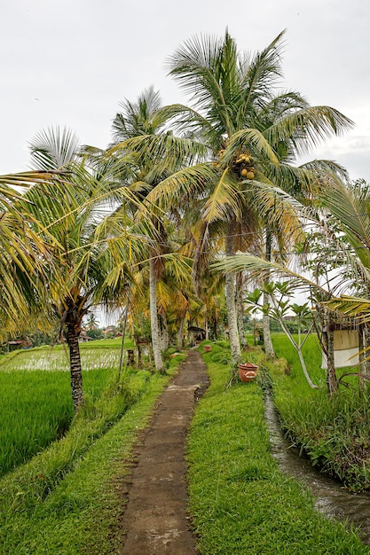 Camino en la selva. Arrozales alrededor.