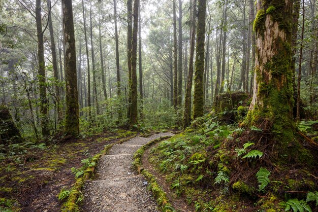 Camino de senderismo en el bosque