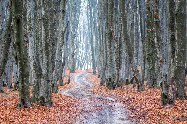 El camino sinuoso entre los árboles en el bosque de otoño_