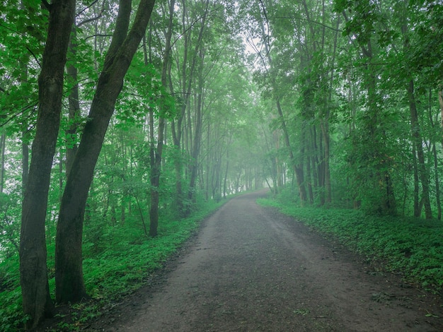 Un camino sinuoso brumoso en el bosque de la mañana.