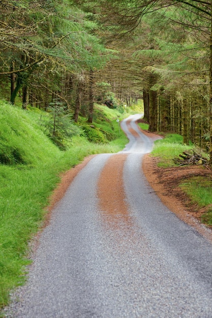 Camino sinuoso escénico a través del bosque de coníferas en Escocia