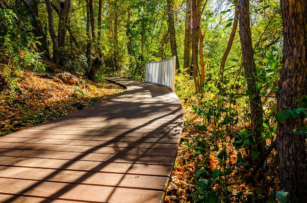 Un camino sinuoso de madera en el parque en verano.