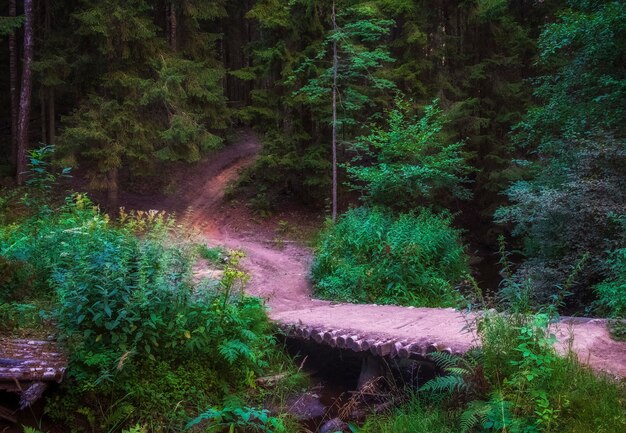 Un camino sinuoso y un puente de madera en un oscuro bosque del norte en verano