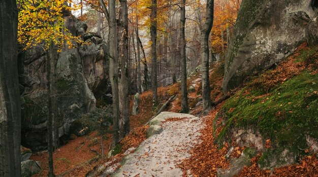 Camino sinuoso a través del bosque caducifolio de otoño cubierto de hojas caídas