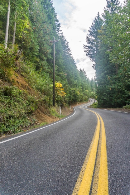 Camino sinuoso a través de un bosque