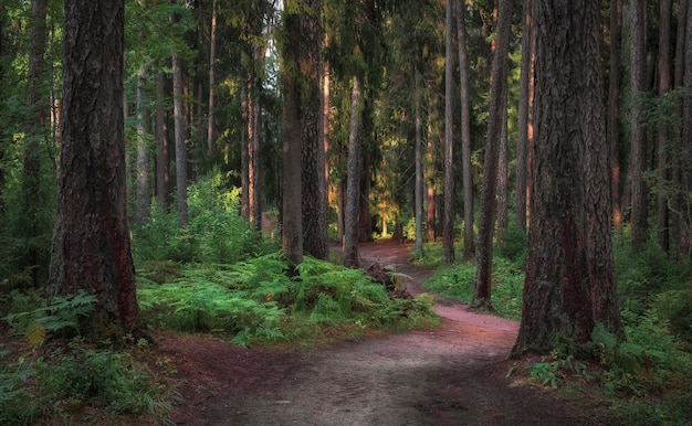 Camino sinuoso en un viejo bosque del norte soleado entre troncos de árboles y helechos en verano