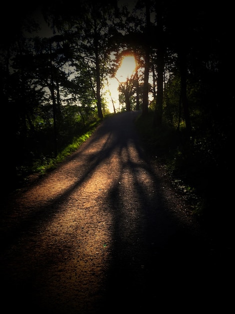 Camino con sombra en medio de árboles en el bosque