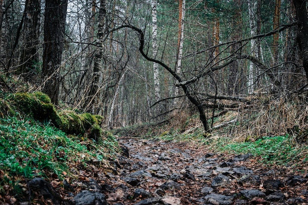 Un camino sombrío rodeado de árboles caídos