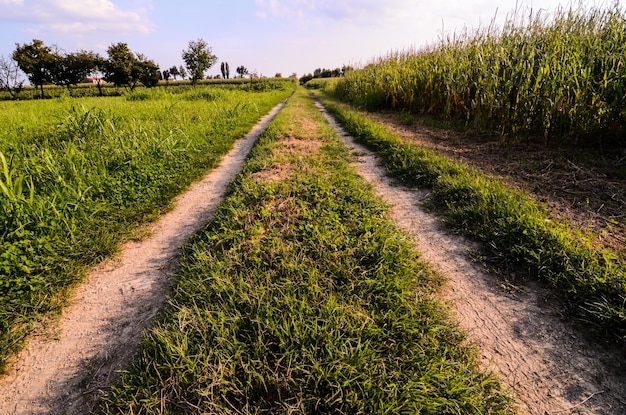 Camino sucio de campo atravesando los campos en el norte de Italia