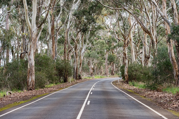 Camino del sur de australia en bosque de eucaliptos