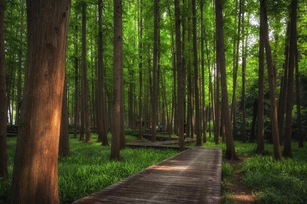 Un camino de tablas en el bosque