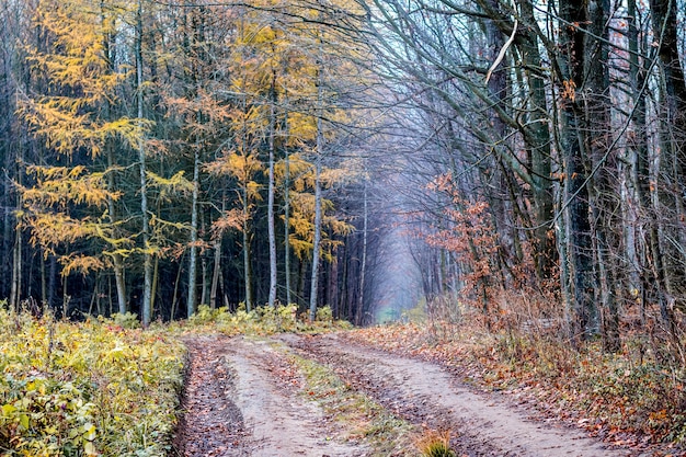 Camino de tierra en las afueras del bosque de otoño