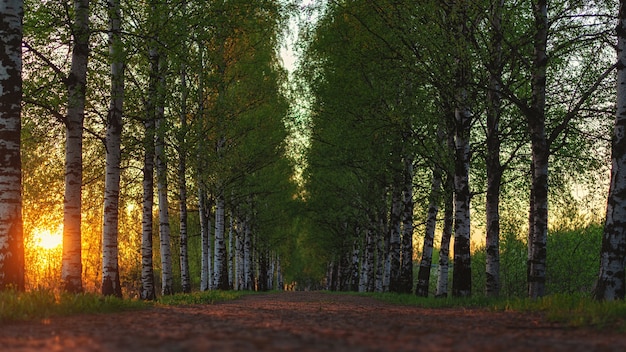 Camino de tierra al atardecer con abedules que crecen a lo largo de la luz natural de la carretera