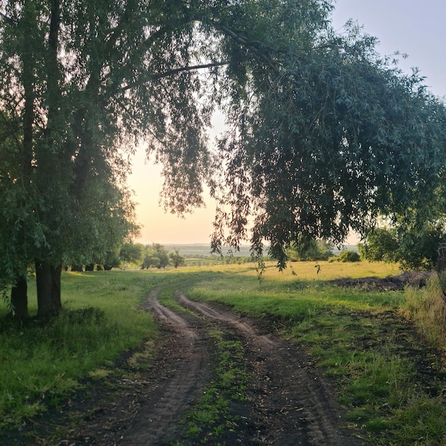 Un camino de tierra con un árbol encima