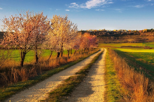 Un camino de tierra con árboles a la izquierda y un cielo azul al fondo.