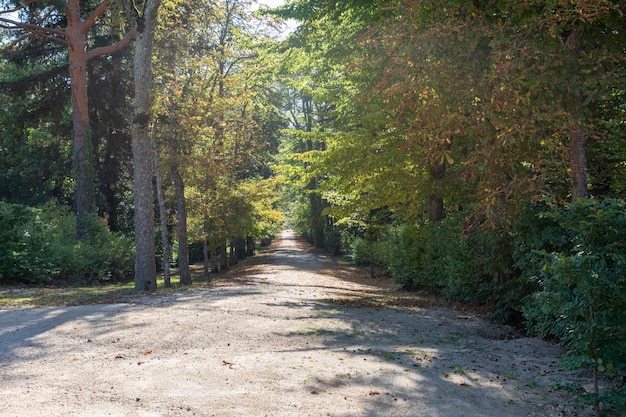 Foto camino de tierra entre arbustos y árboles la granja de san ildefonso