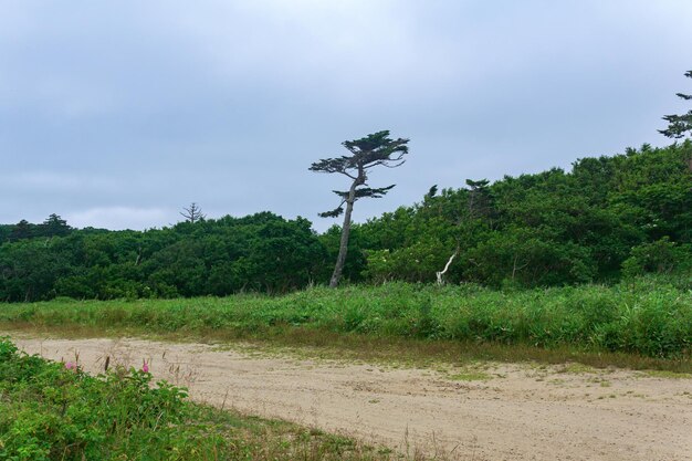 Camino de tierra arenoso en el campo