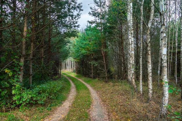 Un camino de tierra atraviesa el bosque de otoño Árboles coloridos en la temporada de otoño durante la puesta de sol Senderos tranquilos y acogedores para caminar por el bosque temprano en la mañana