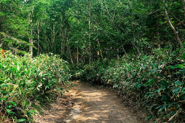 Camino de tierra entre bambú en el bosque subtropical Kunashir