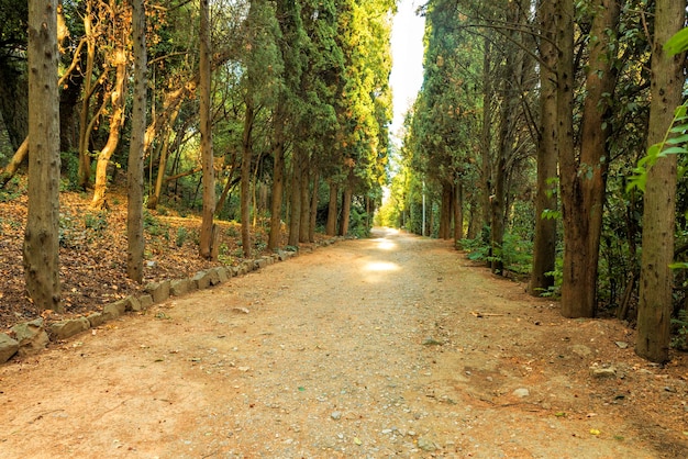 Un camino de tierra bordeado de altos cipreses