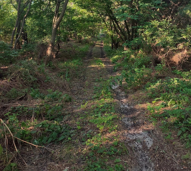 camino de tierra en el bosque caducifolio