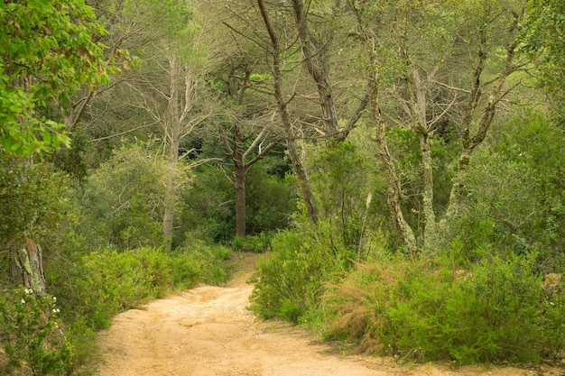 Camino de tierra en un bosque en la costa mediterránea